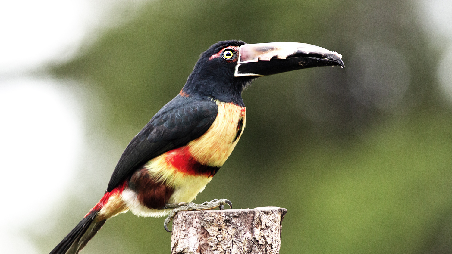 Collared Aracari